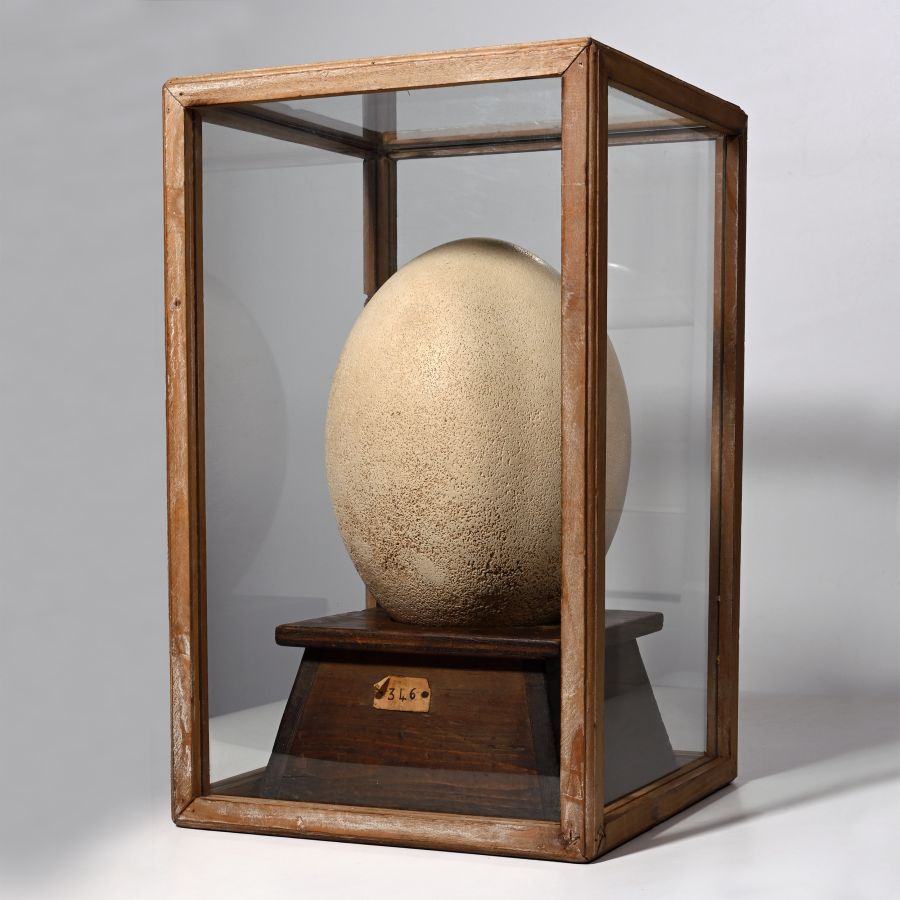 Intact Egg of the Aepyornis Maximus 'Elephant Bird'