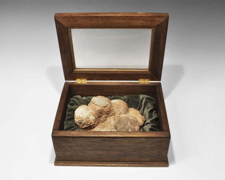 Geological Fossil Hadrosaur Dinosaur Egg Nest
