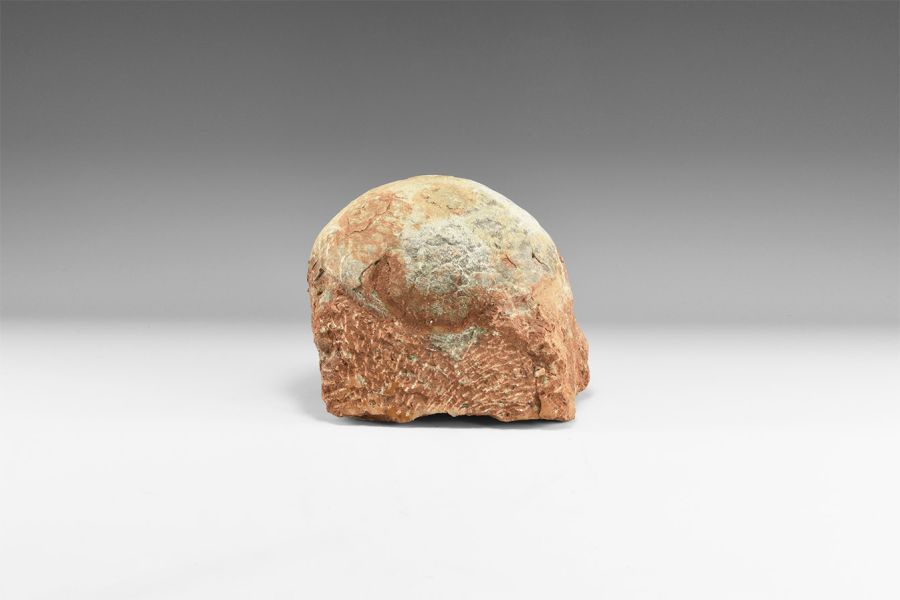 Natural History - Large Hadrosaur Dinosaur Egg