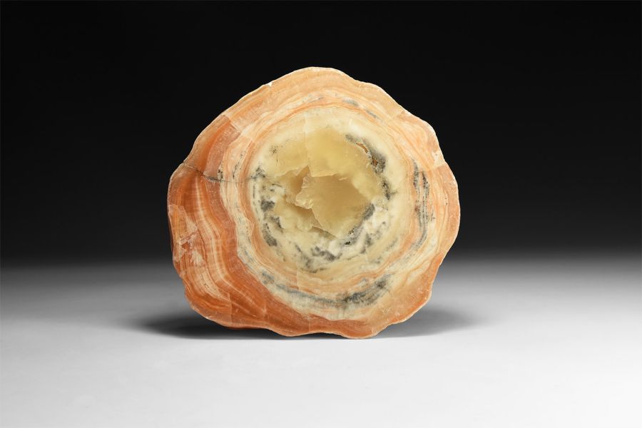Polished Petrified Wood Specimen